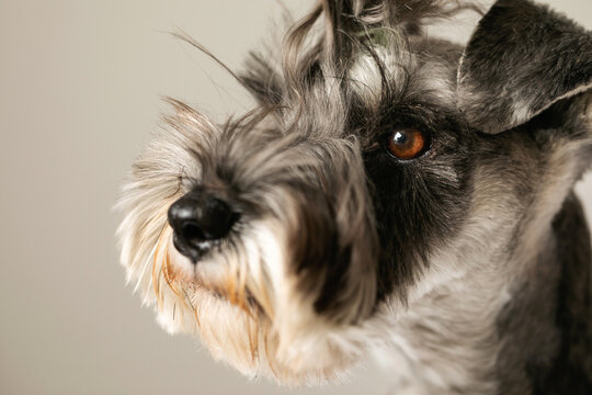 Grey Schnauzer dog  portrait