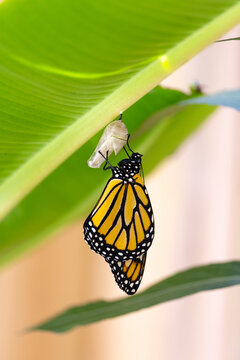 Monarch Butterfly Hanging From Chrysalis Drying it's Wings