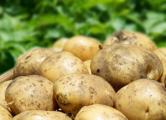 ジャガイモ畑　収穫