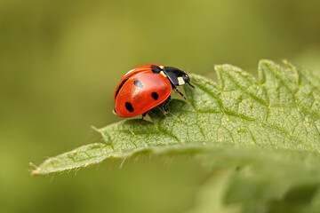 Obraz premium ladybug on a leaf