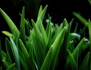 close up of green grass