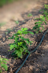 Drip irrigation of raspberry stems with a water hose. Wet soil from watering with drip tape under the root of the bush.