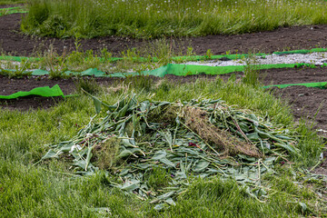 tulips uprooted from the ground lie in a heap on the grass