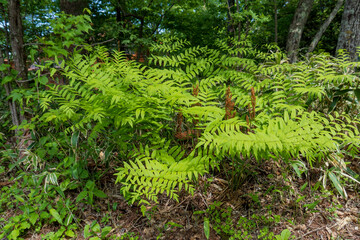 Fototapeta premium 若芽が食用になるゼンマイ（Osmunda japonica）の葉／シダ植物ゼンマイ科