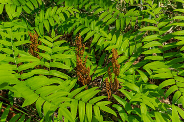 ゼンマイ（Osmunda japonica）の茶色い胞子葉／シダ植物ゼンマイ科
