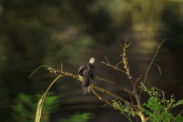 Laughing Dove on a Branch