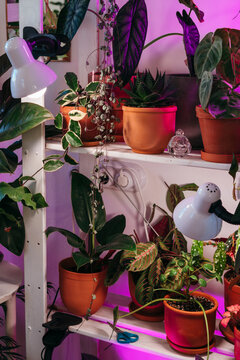 Houseplants illuminated by home phyto lamp.