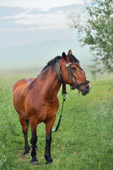 Fototapeta premium Brown lonely horse on a leash in a meadow in foggy weather