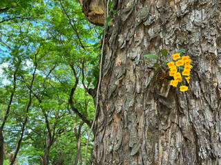 Dendrobium chrysotoxum or golden-bow dendrobium or fried-egg orchid. The native widely orchid in...