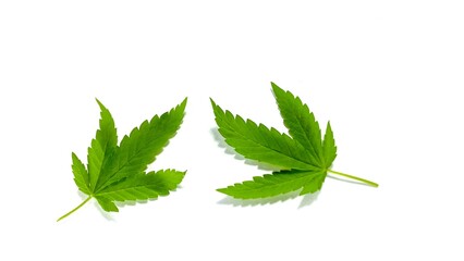 Green Cannabis leaf isolated on white. Hemp leaf cutout close up. Marijuana drugs is produced from Cannabis leaf