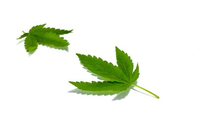 Green Cannabis leaf isolated on white. Hemp leaf cutout close up. Marijuana drugs is produced from Cannabis leaf