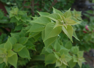 flower garden and leaves in the morning