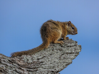 Cape ground squirrel isolated in a tree