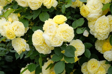 golden border rose in full blooming