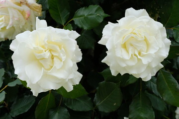 white masterpiece rose in full blooming