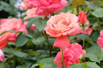 Catherine Deneuve rose in full blooming