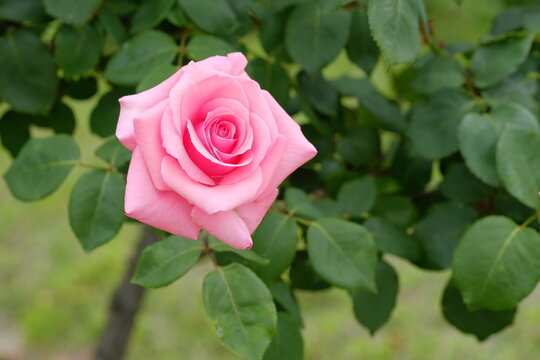 Carina rose in full blooming