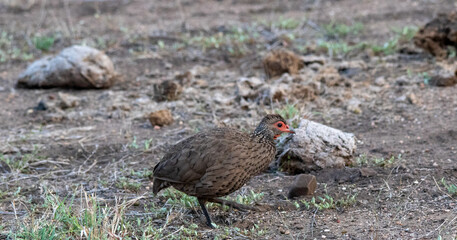 Swainson's francolin isolated in the African bush