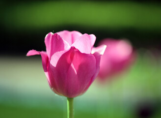 Photos of beautiful glowing tulips