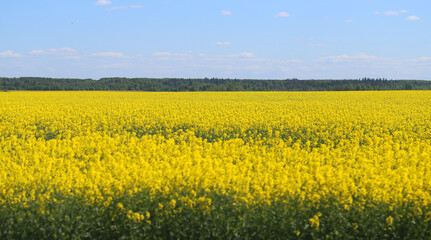 Fototapeta premium Photos of beautiful yellow fields and blue sky