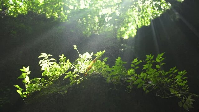 anyon in a humid tropical jungle, covered with dense green vegetation. Bottom up view with sparkling sun rays and drops of water floating in the air. UHD