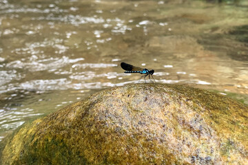 view of dragonfly in nature