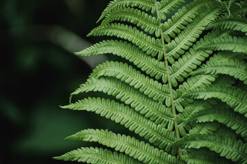 Fern close-up. Horizontal picture