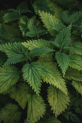 Nettle in the shady forest. Spring Green