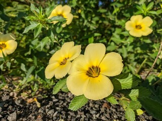 Damiana Flower (Turnera Ulmifolia) blooming in the morning