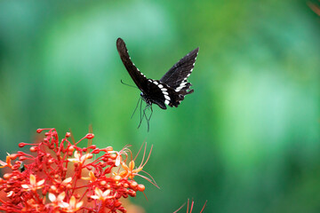 A Common Mormon Butterfly perched on a beautiful red flower with natural background.