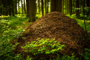 A large anthill in a spruce forest.The house of ants.Forest reserve forest.Walking in the fresh forest.