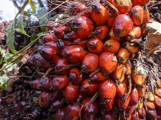 Oil palm fruit (Elaeis guineensis) in the south Kalimantan Plantation