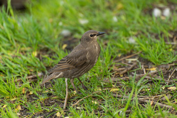 A starling chick is looking for food among the green grass
