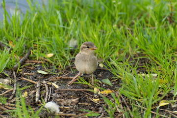 A young sparrow is looking for food among the grass on the lawn