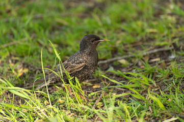 A starling chick is looking for food among the green grass