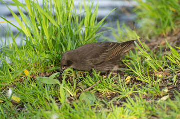 A starling chick is looking for food among the green grass
