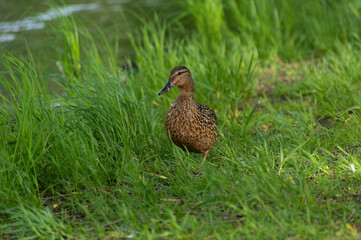 A brown duck gathers food in the grass near a pond and looks warily into the camera