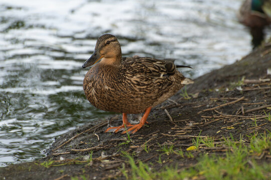 A brown duck gathers food in the grass near a pond and looks warily into the camera
