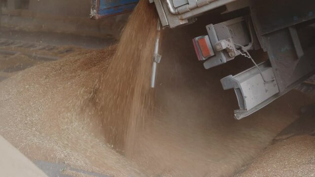 Pouring wheat while unloading dump truck or grain lorry at terminal . Agricultural commodities transportation to silo storage. Food supply chain and logistics, Elevating hydraulic platform unloader.