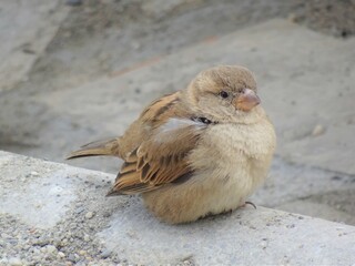 [Spain] Cute House sparrow with Fluffy feathers (Nerja)