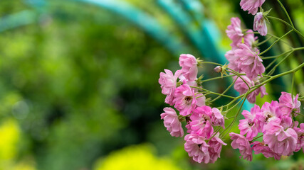 チラ見のツル薔薇