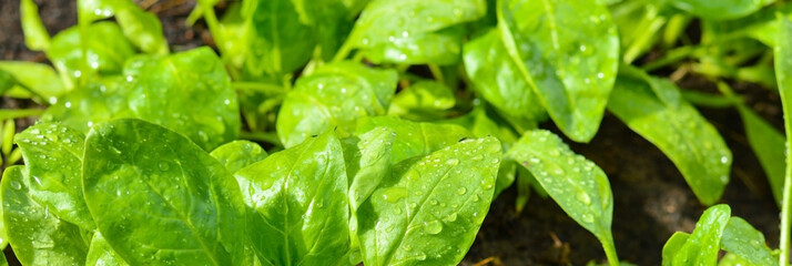 Banner with young green spinach leaves with water droplets after watering. Selective focus, the concept of agriculture and eco-products