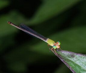 Small dragonfly in nature on green leaves ,macro insects