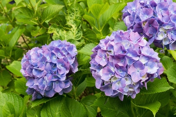 赤紫色に変わりつつあるあじさいの花