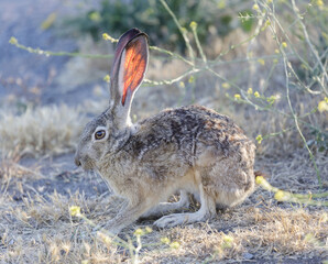Black-tailed Jackrabbit Showing its long translucent veined ears. Santa Clara County, California, USA.