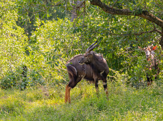 Fototapeta premium Nyala Antilopen im Naturreservat Hluhluwe Nationalpark Südafrika