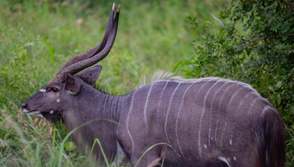 Nyala Antilopen im Naturreservat Hluhluwe Nationalpark Südafrika