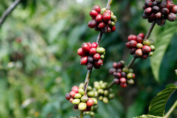 Daily life in Asia. Vietnam.