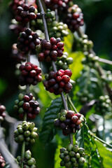 Daily life in Asia. Vietnam.