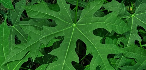 Beautiful green leaves background of wild plant in the garden. Plant similar to carica papaya plant. Green background design. Suitable for poster, backdrop, advertising of company and industry, etc.
